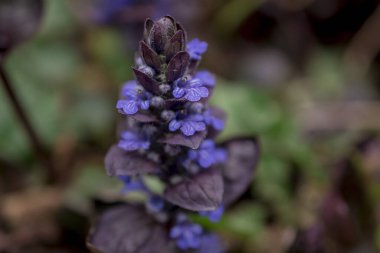 Mayıs ayında Ajuga sürüngenlerinin mor çiçekleri
