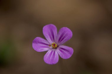 Geranium robertianum, herb-Robert, kırmızı robin, storksbill, stinki