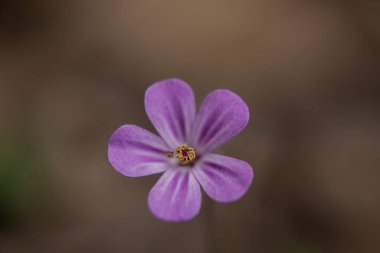 Geranium robertianum, herb-Robert, kırmızı robin, storksbill, stinki