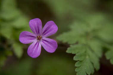 Geranium robertianum, herb-Robert, kırmızı robin, storksbill, stinki