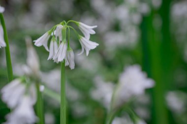 Üç köşeli pırasa limon triquetrum çiçeğinin kapağını kapatın.