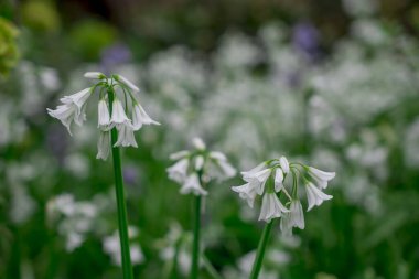 Üç köşeli pırasa limon triquetrum çiçeğinin kapağını kapatın.