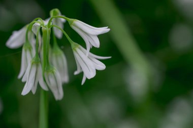 Üç köşeli pırasa limon triquetrum çiçeğinin kapağını kapatın.