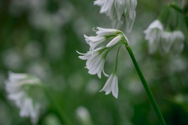 Üç köşeli pırasa limon triquetrum çiçeğinin kapağını kapatın.