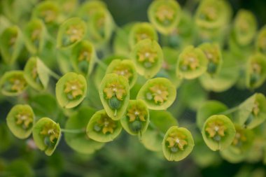 Vahşi bitki Latince adı: Euphorbia helioscopia