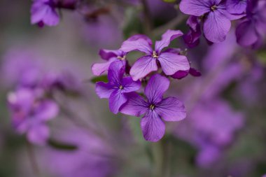 Hesperis matronalis kendi kendini yetiştirmiş bir çiçektir.