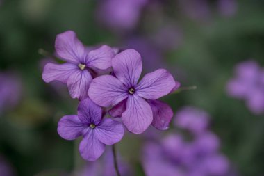 Hesperis matronalis kendi kendini yetiştirmiş bir çiçektir.