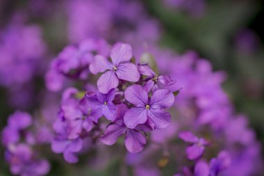 Hesperis matronalis kendi kendini yetiştirmiş bir çiçektir.