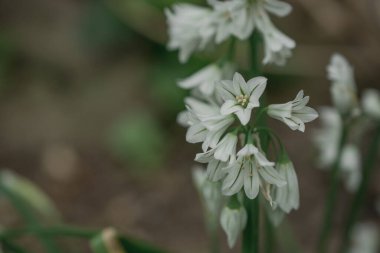Üç köşeli pırasa limon triquetrum çiçeğinin kapağını kapatın.