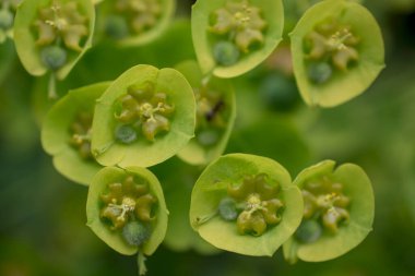 Vahşi bitki Latince adı: Euphorbia helioscopia