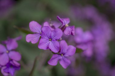 Hesperis matronalis kendi kendini yetiştirmiş bir çiçektir.