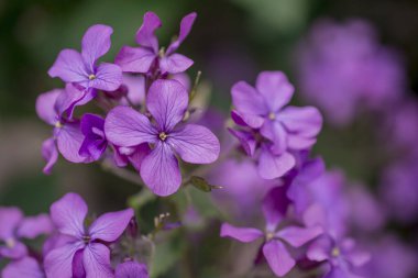 Hesperis matronalis kendi kendini yetiştirmiş bir çiçektir.