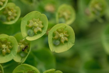 Vahşi bitki Latince adı: Euphorbia helioscopia