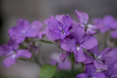 Hesperis matronalis kendi kendini yetiştirmiş bir çiçektir.