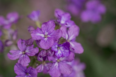 Hesperis matronalis kendi kendini yetiştirmiş bir çiçektir.