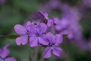 Hesperis matronalis kendi kendini yetiştirmiş bir çiçektir.