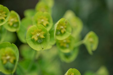 Vahşi bitki Latince adı: Euphorbia helioscopia