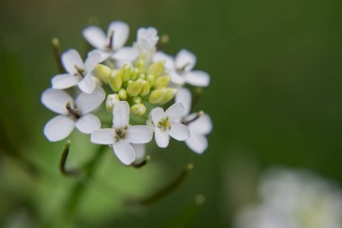 Beyaz çiçek Choisya ternata Kunth ailesi Rutaceae