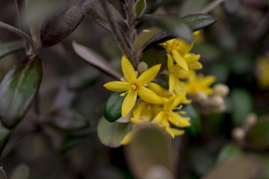 Hiperikum Performans Çiçekleri, St. John 's Worts