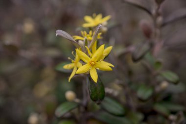 Hiperikum Performans Çiçekleri, St. John 's Worts