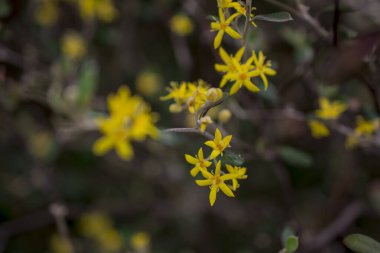 Hiperikum Performans Çiçekleri, St. John 's Worts