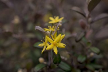 Hiperikum Performans Çiçekleri, St. John 's Worts