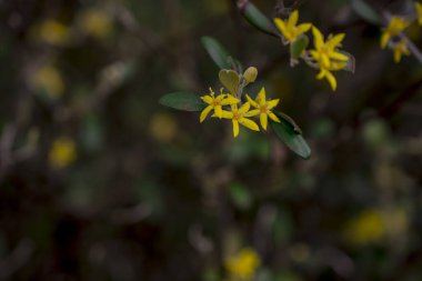 Hiperikum Performans Çiçekleri, St. John 's Worts