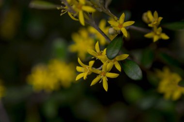 Hiperikum Performans Çiçekleri, St. John 's Worts