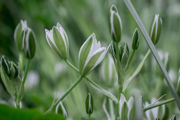 Elegante Ornitogalio Bianco Grass Lily Fiori Primo Piano — Foto Stock
