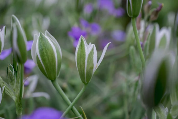 Elegante Witte Ornithogalum Gras Lily Bloemen Close — Stockfoto