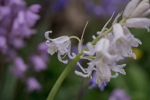 Ngiliz Bluebell Hyacinthoides Olmayan Senaryo Kapat — Stok fotoğraf