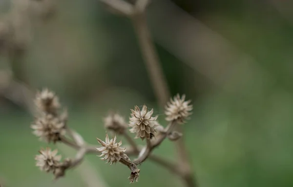 銀色の木の巻き葉観賞植物ジャコバイト マリティマ — ストック写真