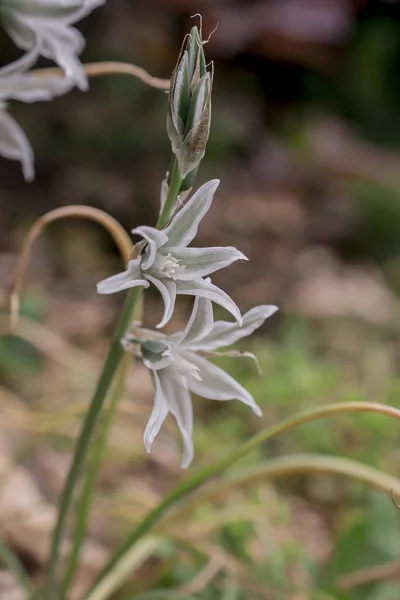 Close Three Cornered Leek Allium Triquetrum Flower — 스톡 사진