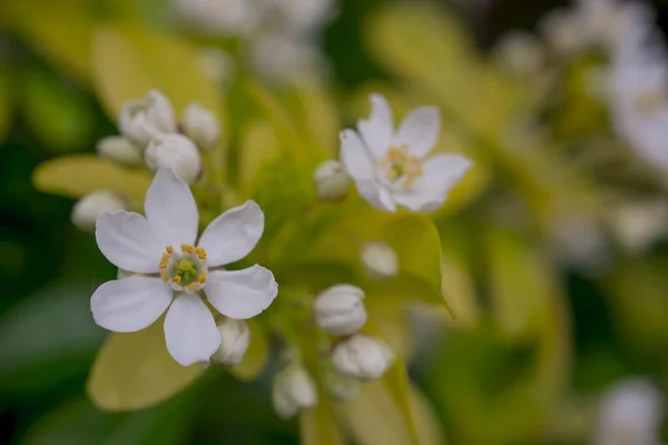 White Flower Blossom Choisya Ternata Kunth Family Rutaceae — Photo