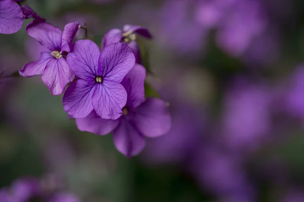 Hesperis Matronalis Jest Samodzielnie Uprawianym Kwiatem Odpowiednich Hapitatach — Zdjęcie stockowe
