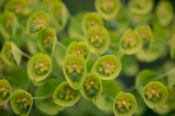 Wilde Bloemplant Natuur Latijnse Naam Euphorbia Helioscopia — Stockfoto