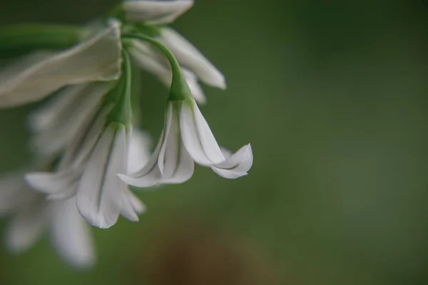 Close Three Cornered Leek Allium Triquetrum Flower — Zdjęcie stockowe