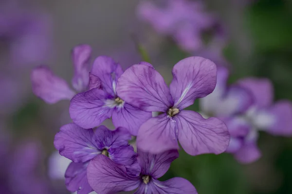 Hesperis Matronalis Jest Samodzielnie Uprawianym Kwiatem Odpowiednich Hapitatach — Zdjęcie stockowe