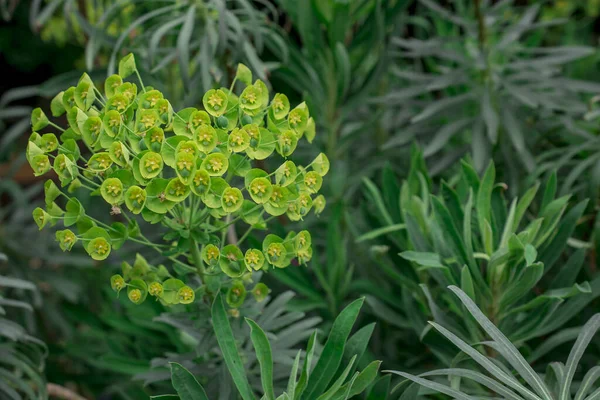 Vilda Blomväxter Naturen Latinska Namn Euphorbia Helioscopia — Stockfoto