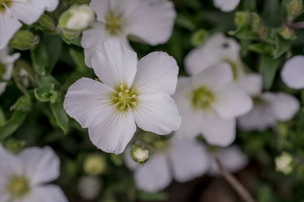 Iberis Sempervirens Ein Frühling Sommer Weiß Mehrjährige Zwiebelblume — Stockfoto