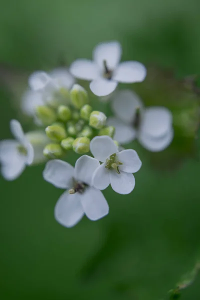 Iberis sempervirens a spring summer white perennial bulbous flow