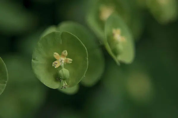 Wild Flower Plant Nature Latin Name Euphorbia Helioscopia — Stockfoto