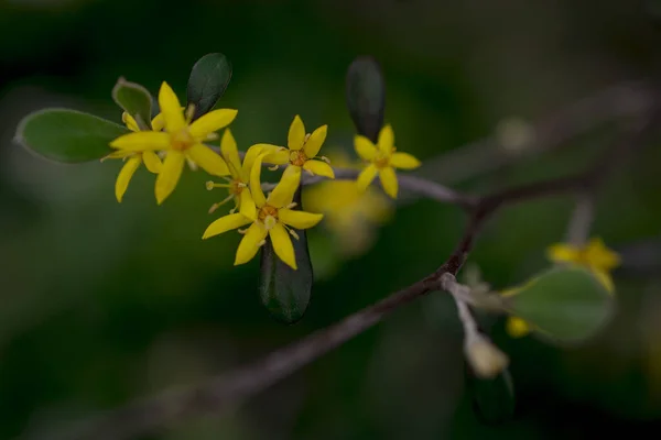 Yellow Flowers Hypericum Perforatum John Worts — ストック写真