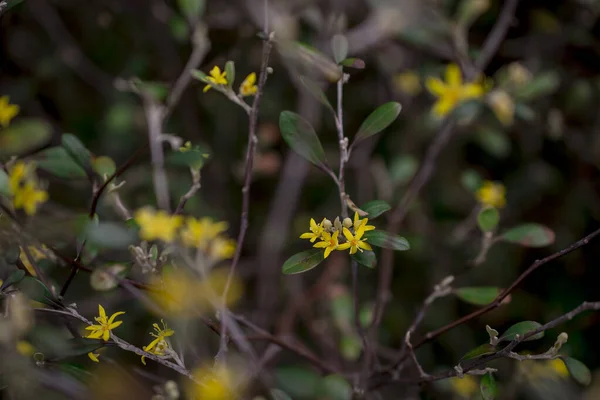 Žluté Květy Hypericum Perforatum Třezalky Tečkované — Stock fotografie