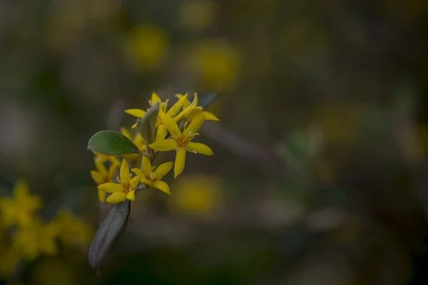 Yellow Flowers Hypericum Perforatum John Worts — стоковое фото