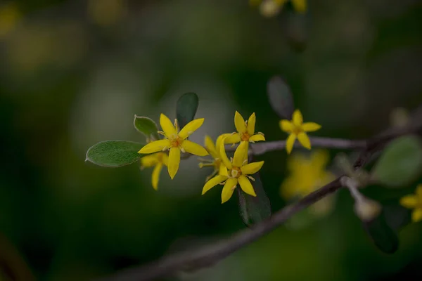 约翰石榴属黄花黄花 — 图库照片