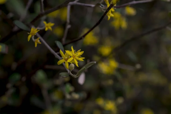 Yellow Flowers Hypericum Perforatum John Worts — стоковое фото