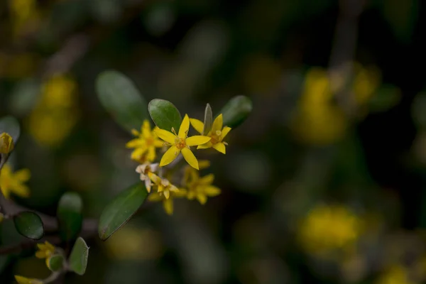 约翰石榴属黄花黄花 — 图库照片