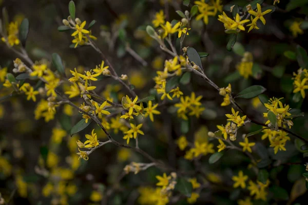 Flores Amarelas Hypericum Perforatum Hipericão — Fotografia de Stock