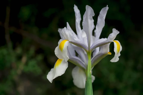 Young Flower White Iris Unopened Bud Close — Stock Photo, Image